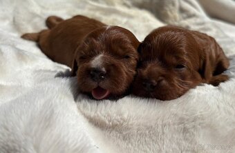 Cavapoo red - 2