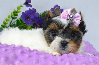 biewer yorkshire terrier s PP - 2