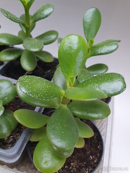 Tlustice vejčitá (Crassula ovata) - 2