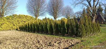 Thuja, Tůje - 2