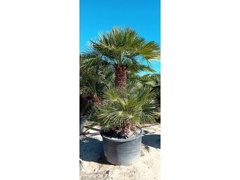 Žumara nízká - Chamareops Humilis - mrazuvzdorná palma - 2