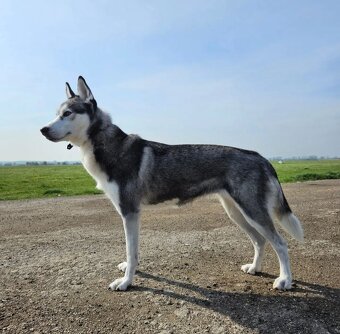 Prijímame rezervácie na šteniatka Sibírskeho Husky na jeseň - 2