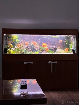 Akvarium - 2