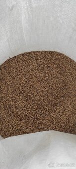 Oves nahý Santini 30 tun - 2