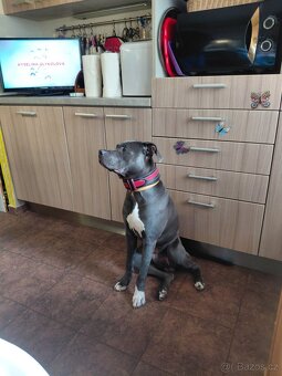 Stěně stafordšírský bulterier bez papíru - 2