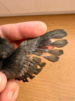 Kuřata Ayam cemani - 2