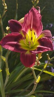 Trvalky, bylinky - 2