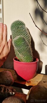 Krasavec kaktus, cca 15 cm - 2
