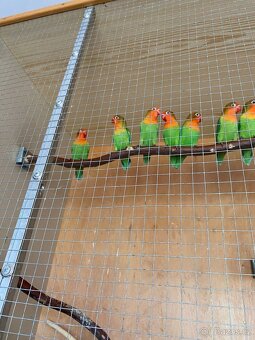 Agapornis fischeri-přírodní - 2