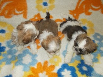 Prodám Shi- Tzu - 2