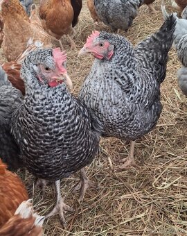 Rozvoz drůbeže - 2