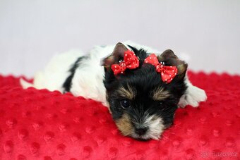 biewer yorkshire terrier s PP - 2