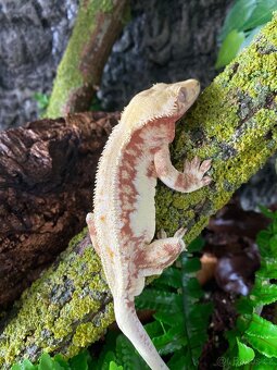 Terarium + pagekon - 2