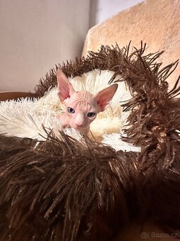 Kanadský Sphynx s průkazem původu - 2