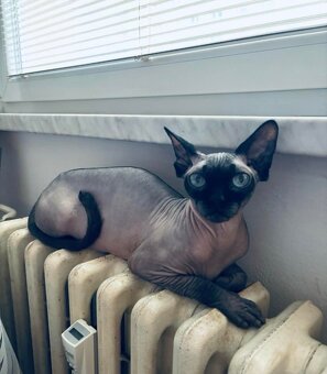 Prodám kočky sphynx - 2