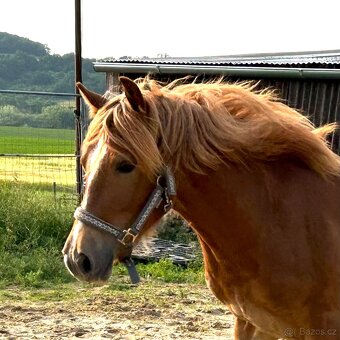welsh cob D válašek - 2