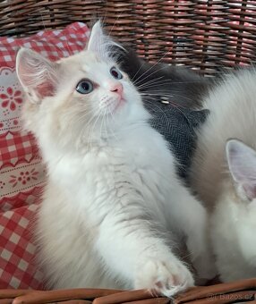 Kočičky ragdoll s PP - 2