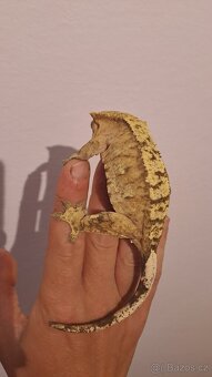 Pagekon řasnatý (Correlophus ciliatus) - 2