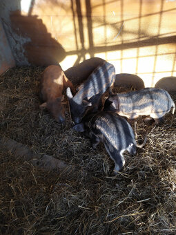 Mangalica - 2