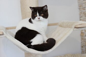 Britská koťátka s PP - 2