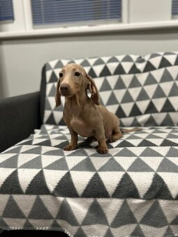 Jezevčík trpasličí - 2