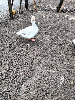 husa kříženec - 2