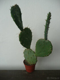 Mrazuvzdorné opuncie - 2