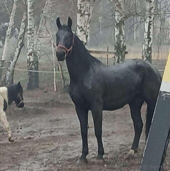 SP klisna, 1,5 roku 166cm - 2