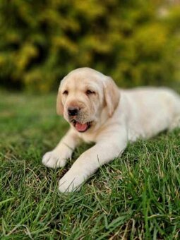 Labradorský retriever s PP - 2