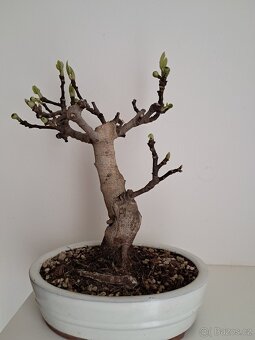 Bonsai, bonsaj Smokvoň - 2