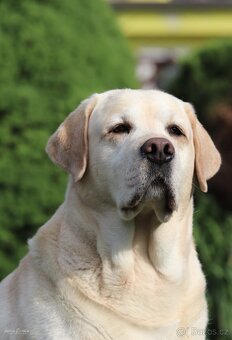 Nabídka krytí - labrador s PP - 2