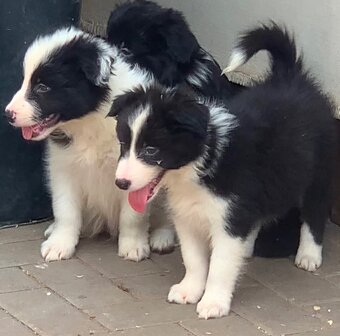Border kolie - 2