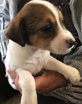 Jack russel teriér - 2