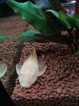 Ancistrus - 2