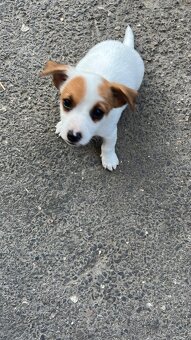 Jack Russell terier - 2