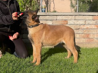 Belgický ovčák- Malinois s PP - 2