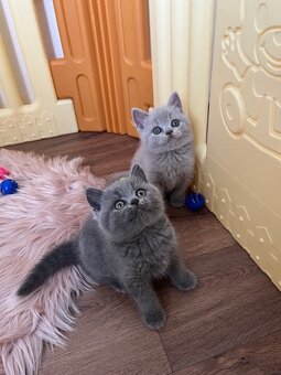 Britská koťátka s PP - 2