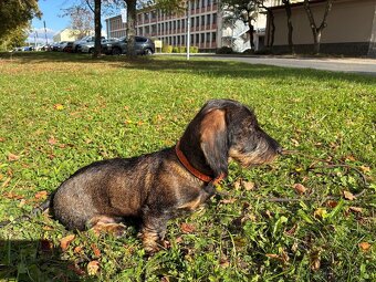 Jezevčík drsnosrstý - 2