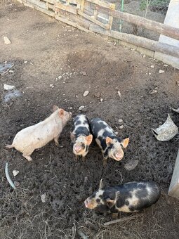 Selata na prodej - 2