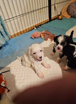 ČÍNSKÝ CHOCHOLATÝ PES/labutěnka/naháč - 2