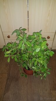 Pokojove rostliny - 2