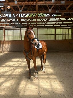 Charakterní kobylka - 2