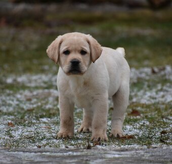 Labradorský retriever s PP - 2