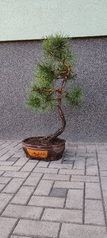 Bonsai, bonsaj, borovice v misce - 2
