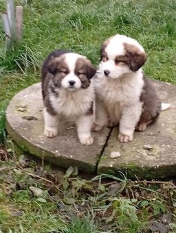 Bernardýn x neznámý - 2