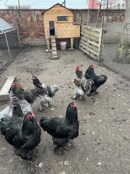 Kohouti brahmanek - 2