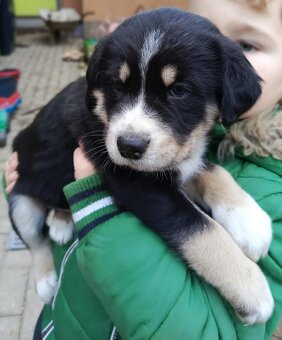 Kříženec husky - 2