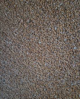 pšenice, ječmen,oves - 2