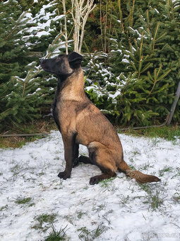 Belgický ovčák - malinois s PP - 2