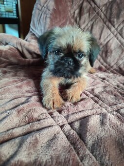 Bruselský grifonek - 2